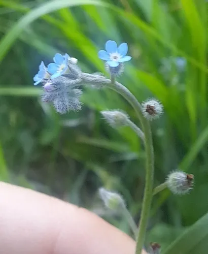 Field Forget-me-not — photo by Julia
