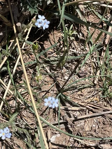 Asian Forget-me-not