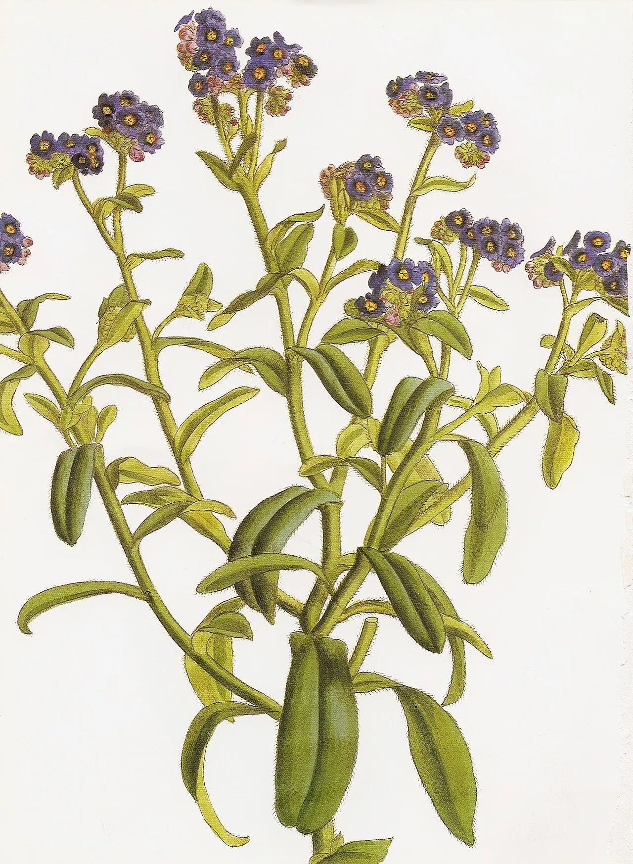 Azores Forget-me-not