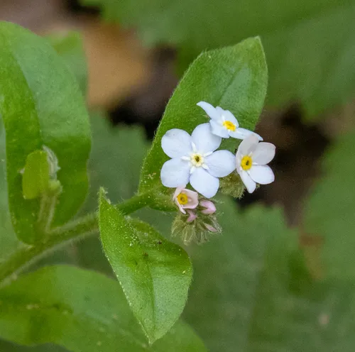 Broadleaf Forget-me-not