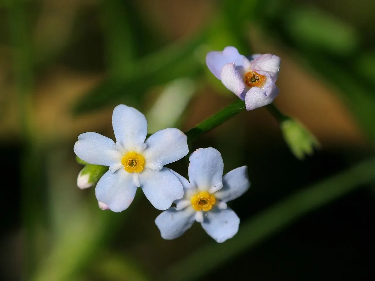 Bay Forget-me-not
