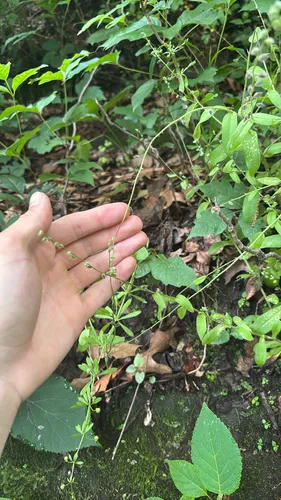 Largeseed Forget-me-not