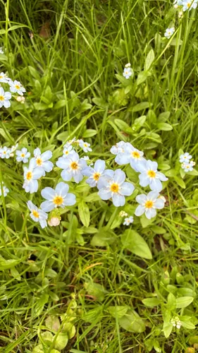 True Forget-me-not — photo by Matthew Bowery