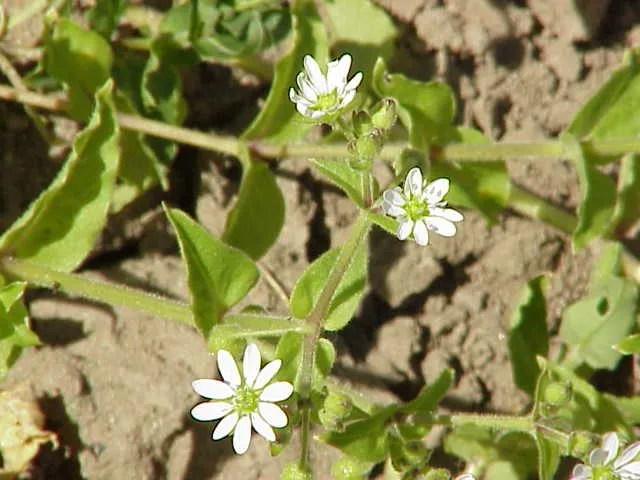 Giantchickweed