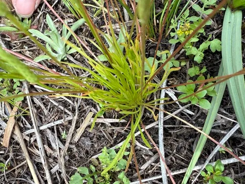 Bristly Mousetail