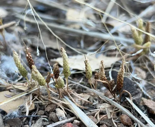 Arizona Mousetail