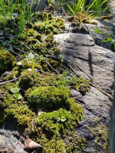 Tiny Mousetail