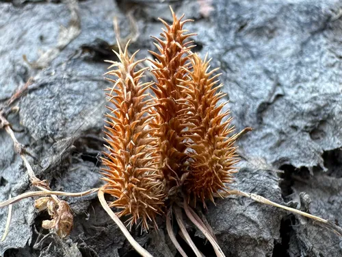 Vernal Pool Mousetail