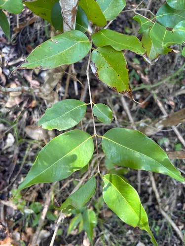 False Tamarisk