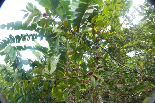 Guavaberry — photo by christian marty