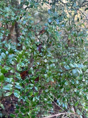 Ridgetop Guavaberry — photo by Omar Monzon Carmona