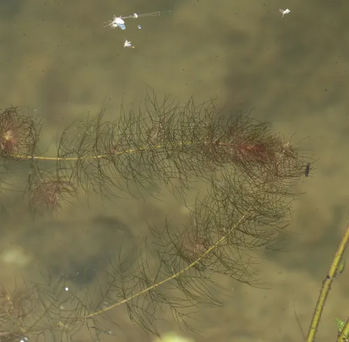 Alternateflower Watermilfoil