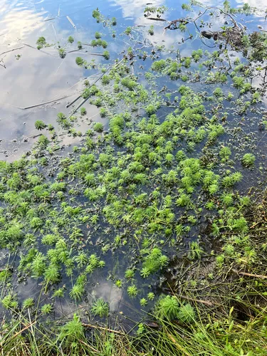 Parrot Feather Watermilfoil — photo by braydonburton