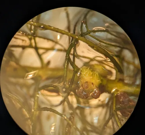 Farwell's Watermilfoil