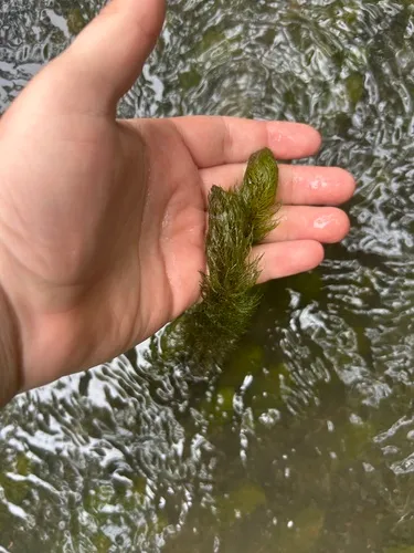 Twoleaf Watermilfoil — photo by Jacob Hann