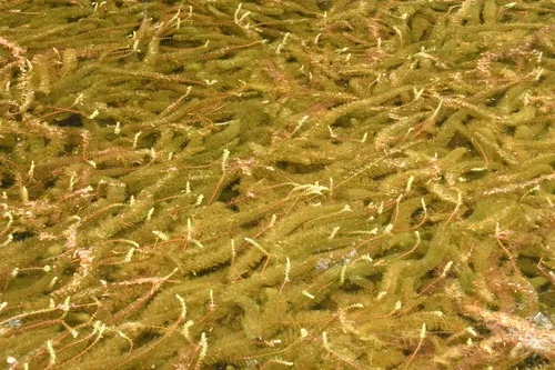 Western Watermilfoil — photo by Gabriel Campbell-Martinez