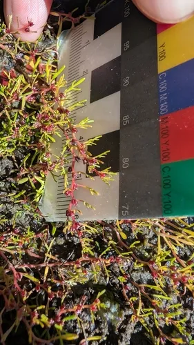 Low Watermilfoil