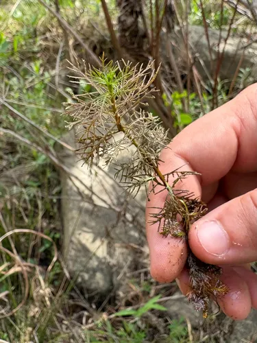Cutleaf Watermilfoil