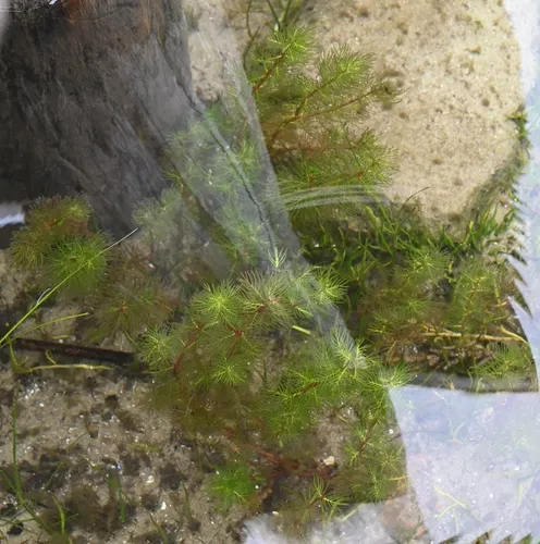 Andean Watermilfoil