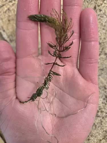 Shortspike Watermilfoil — photo by wes_inc