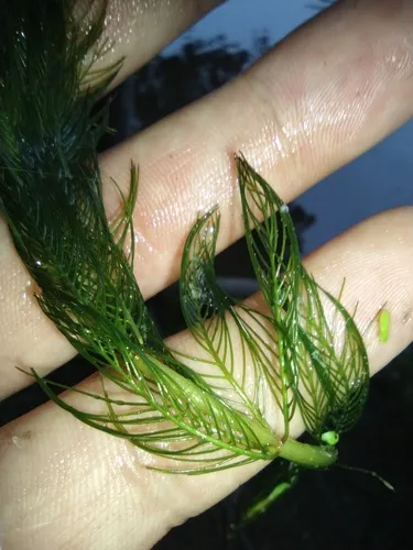 Eurasian Watermilfoil — photo by swords
