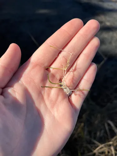 Slender Watermilfoil — photo by harrier