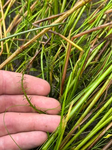 Russian Water-milfoil