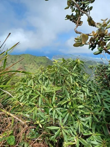 Koolau Range Colicwood — photo by Mike Ross
