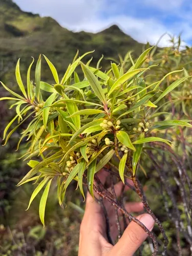 Wahiawa Bog Colicwood — photo by rmagers