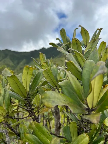 Kauai Colicwood