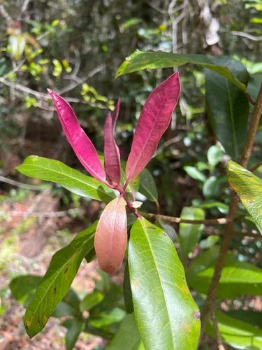 Lanai Colicwood — photo by Susan Fawcett