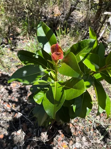 Kolea Lau Nui — photo by Tara Severns