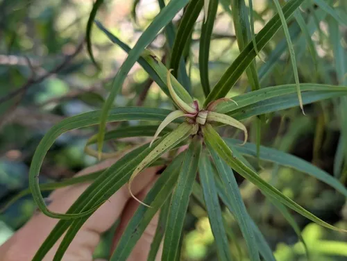 Narrowleaf Colicwood — photo by Damien Wallace