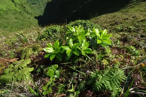 Molokai Colicwood — photo by Hubert Szczygieł