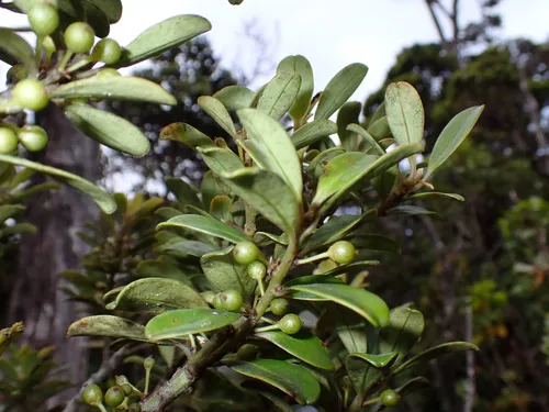Kokea Lau Li'i