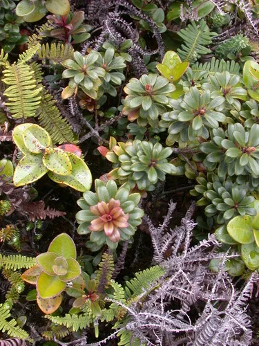 Violet Lake Colicwood — photo by Kenneth R. Wood (NTBG)