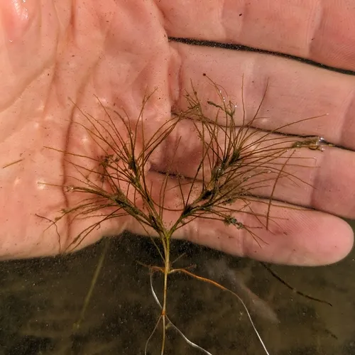 Slender Waternymph