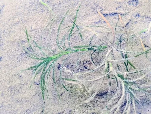 Ricefield Waternymph