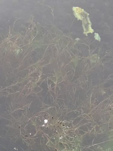 Southern Waternymph
