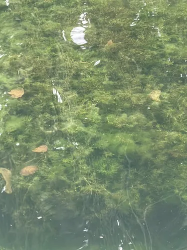Spiny Naiad