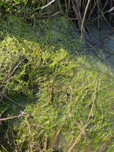 Brittle Waternymph