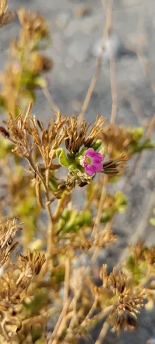 Havard's Fiddleleaf
