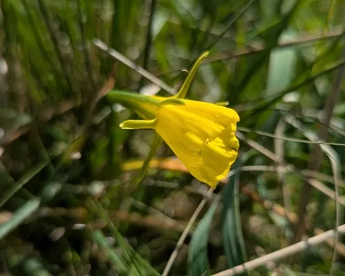 Petticoat Daffodil — photo by Iván