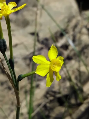 Jonquil