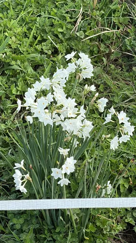 Paperwhite Narcissus