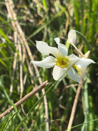 Poet's Narcissus — photo by damiele