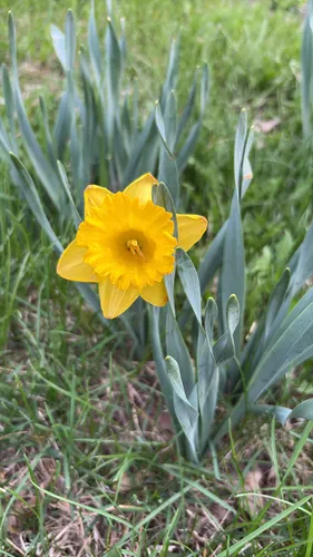 Daffodil