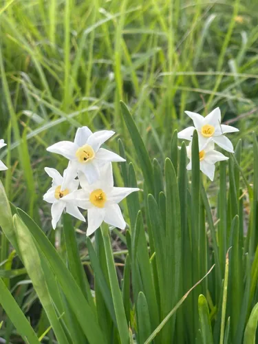 Cream Narcissus — photo by John Melville