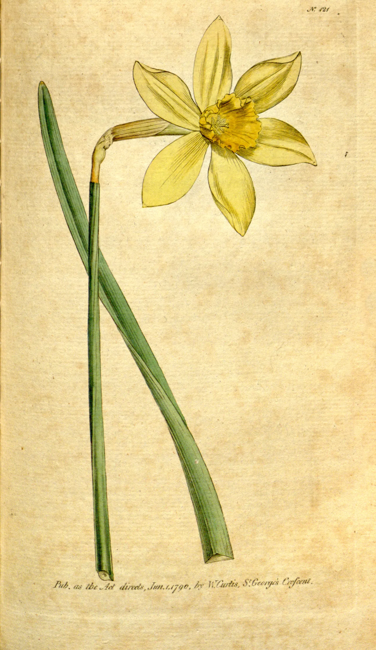 Nonesuch Daffodil
