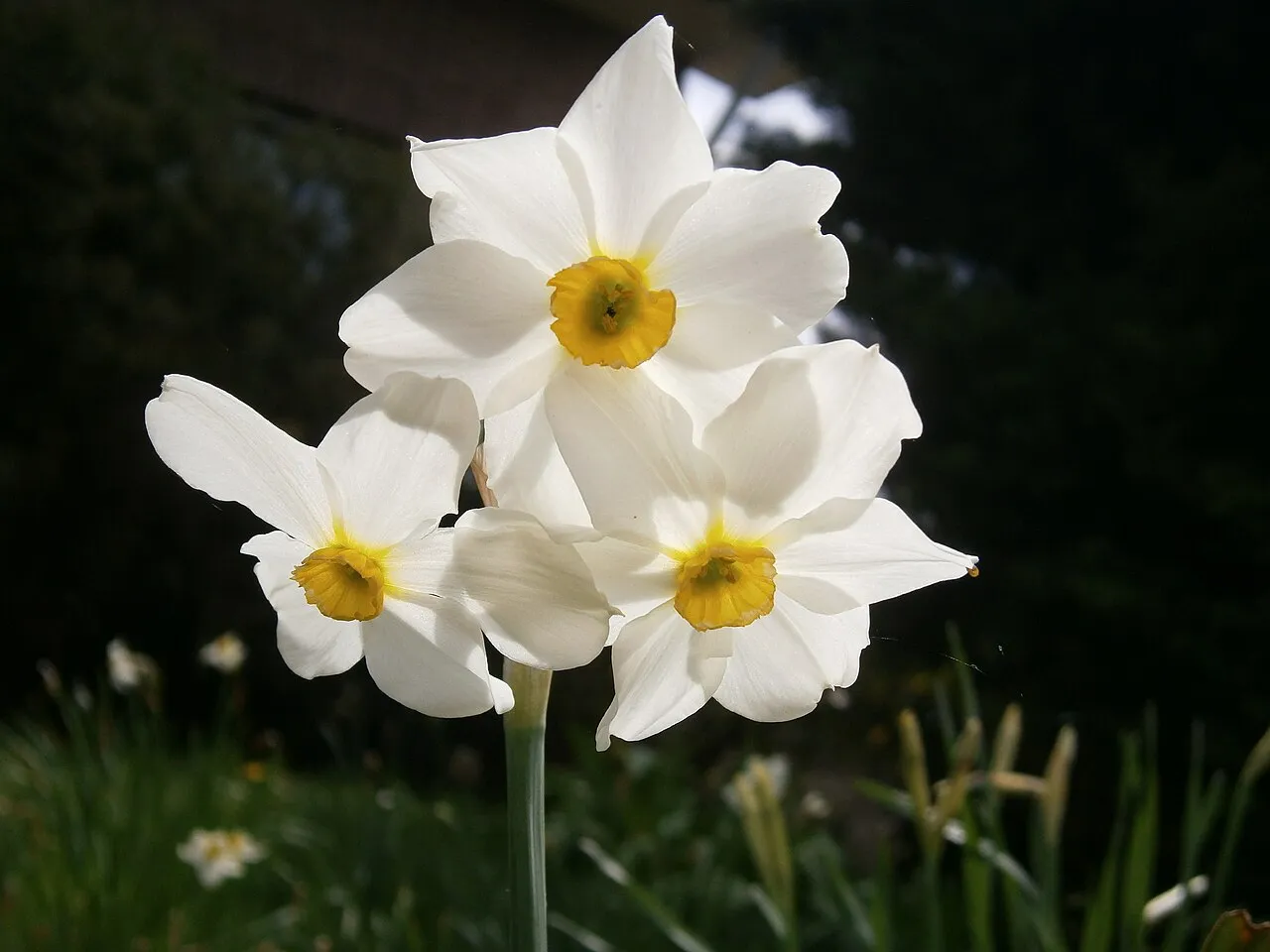 Primrose Peerless — photo by Meneerke bloem